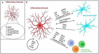 She Doesn’t Even Go Here: The Role of Inflammatory Astrocytes in CNS Disorders